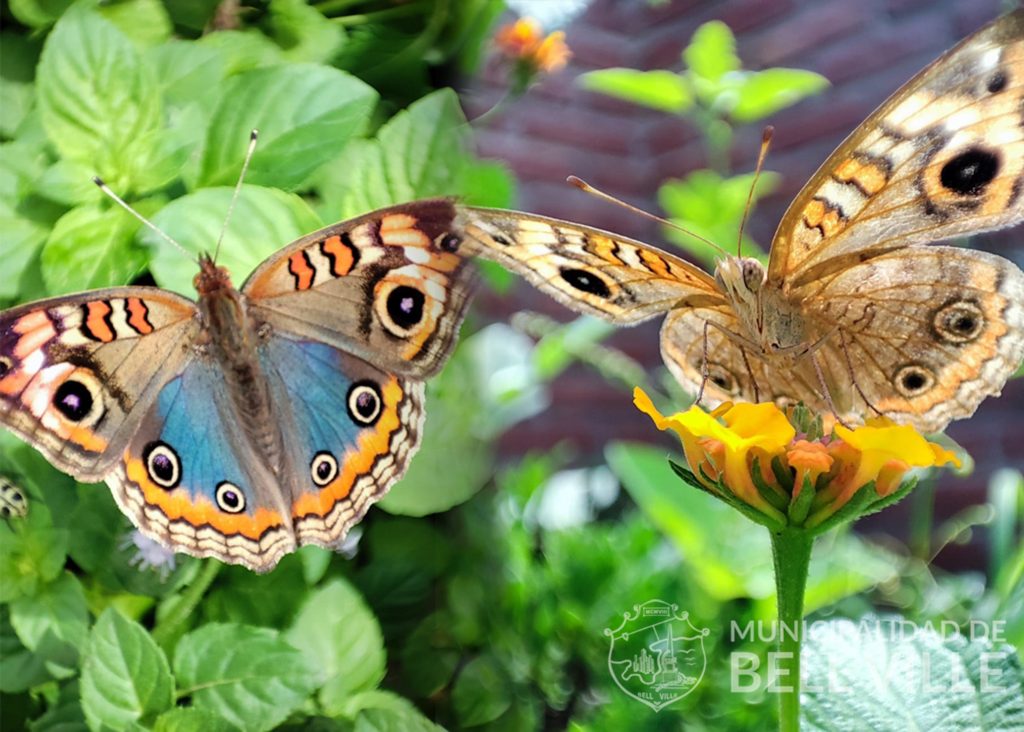 Colorida visita de la mariposa “Pavo Real” a nuestra Reserva Natural Tau.