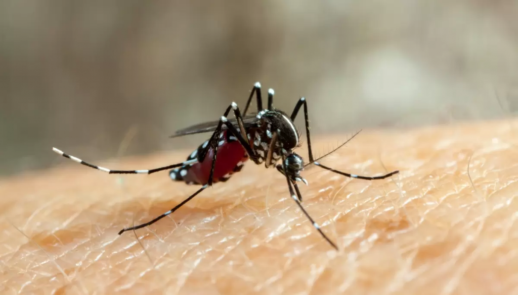 Advertencia de un centro oficial: El mosquito transmisor del dengue muestra resistencia a insecticidas