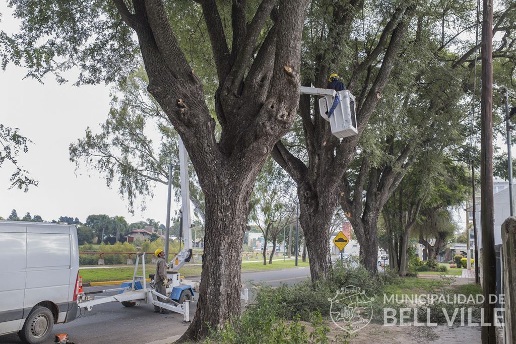 Se cumplen tareas de podas de árboles en la avenida Costanera Juan Roldán