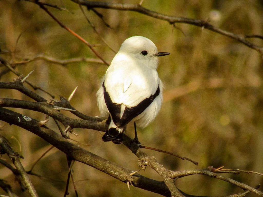 El día de las aves migratorias se celebra mañana en la Reserva Natural Francisco Tau