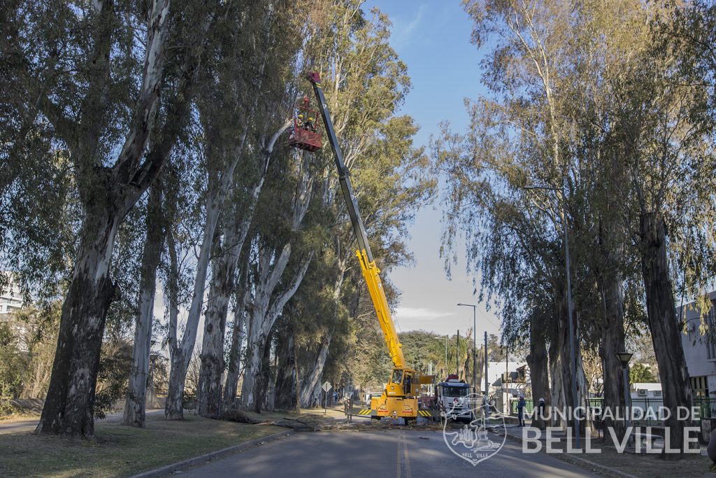 Continúa mañana la poda correctiva en el arbolado de la avenida costanera