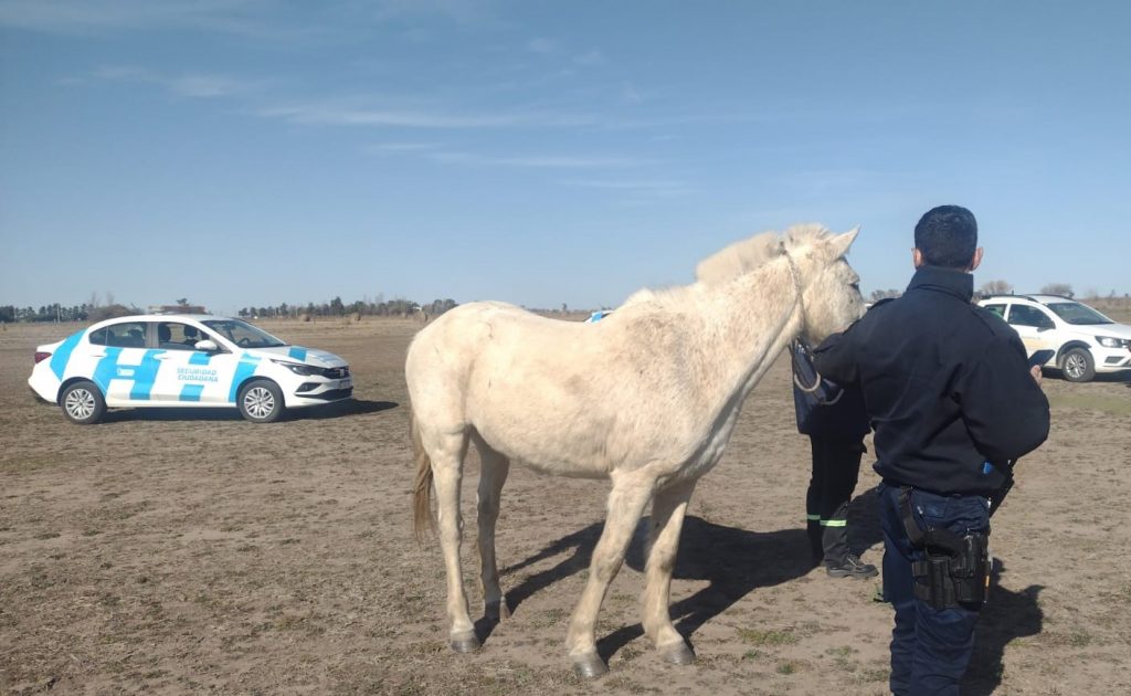 Se prosigue con el secuestro de equinos en la vía pública