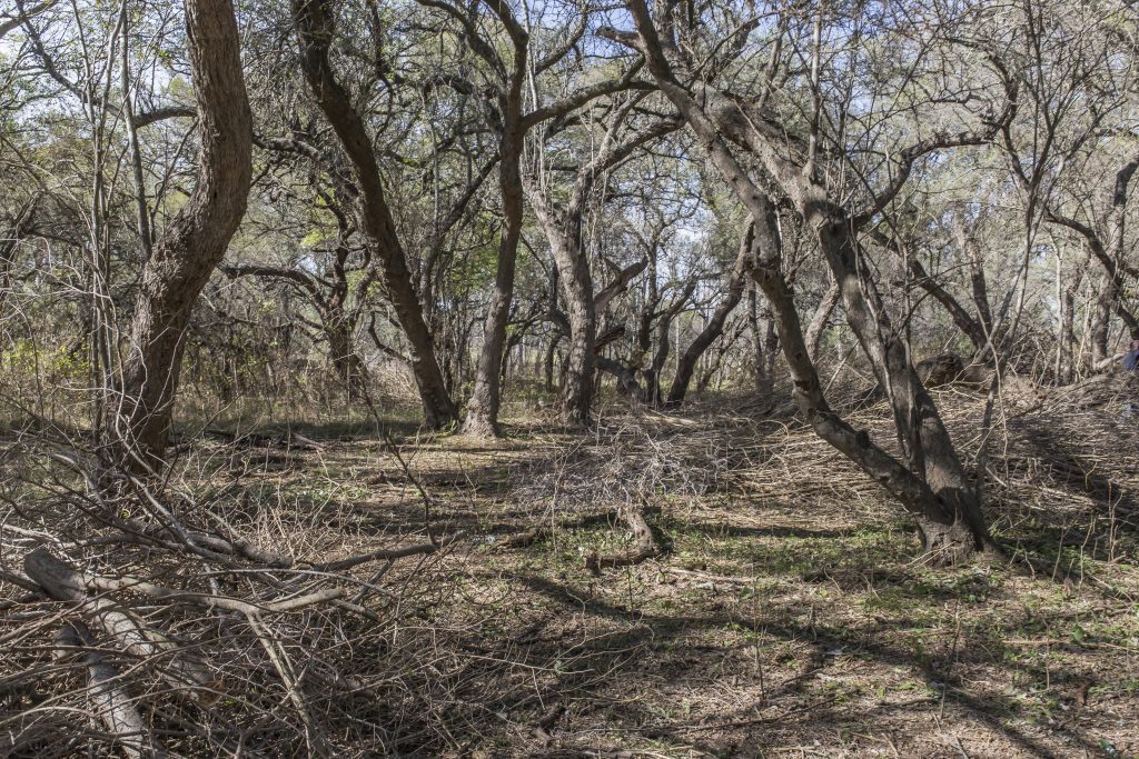 Llamado a voluntarios para colaborar en el control de especies exóticas en “La Rinconada”