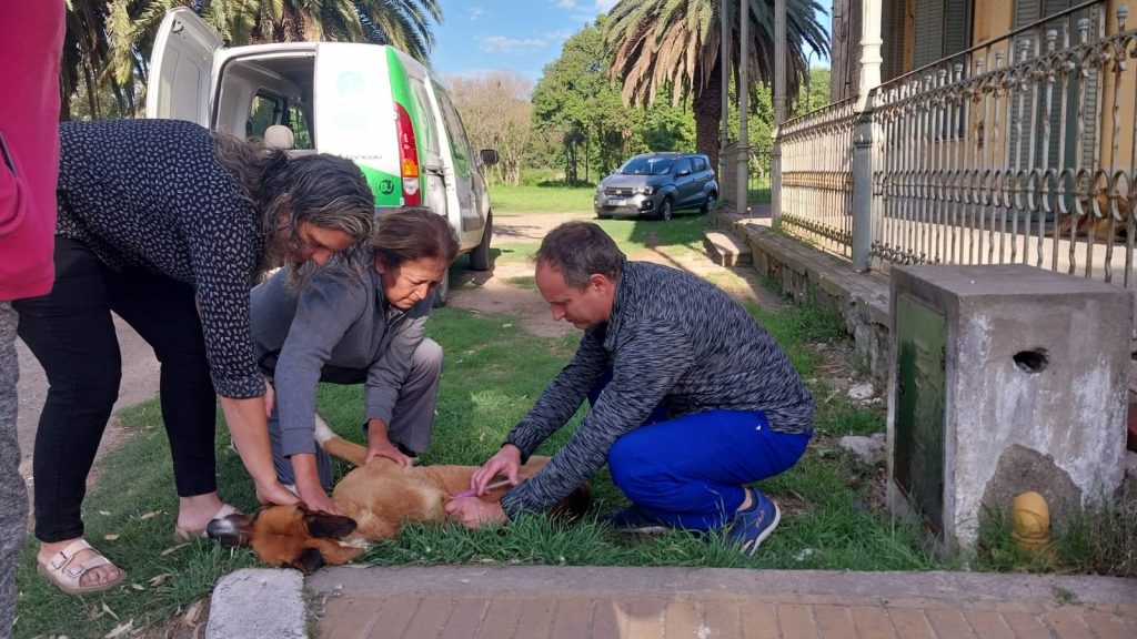 Se cumplió vacunación antirrábica en perros que deambulan en el Hospital Regional local