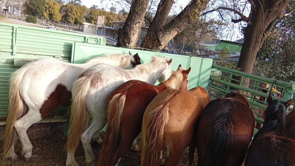 Policía y Guardia de Convivencia siguen con tareas preventivas por el riesgo de caballos sueltos