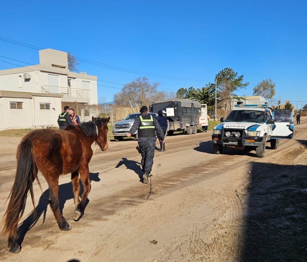 Secuestraron caballos sueltos en distintos sectores