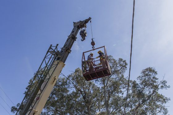 Siguen en marcha trabajos de poda del arbolado de la ciudad