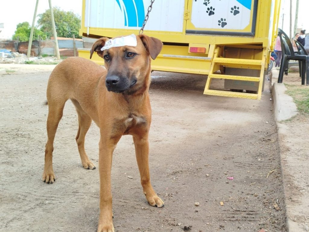 La unidad móvil de Salud Animal hizo 15 castraciones en dos jornadas