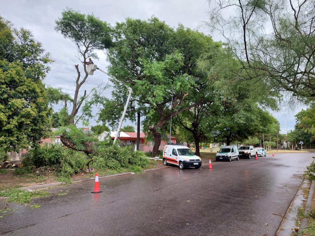 Distintos actores que integran Defensa Civil accionaron ante caída de un árbol de gran porte