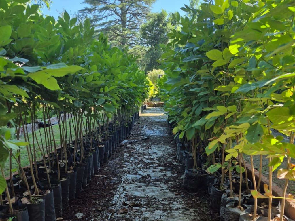 Desde el vivero municipal hicieron recomendaciones para cuidar árboles en verano