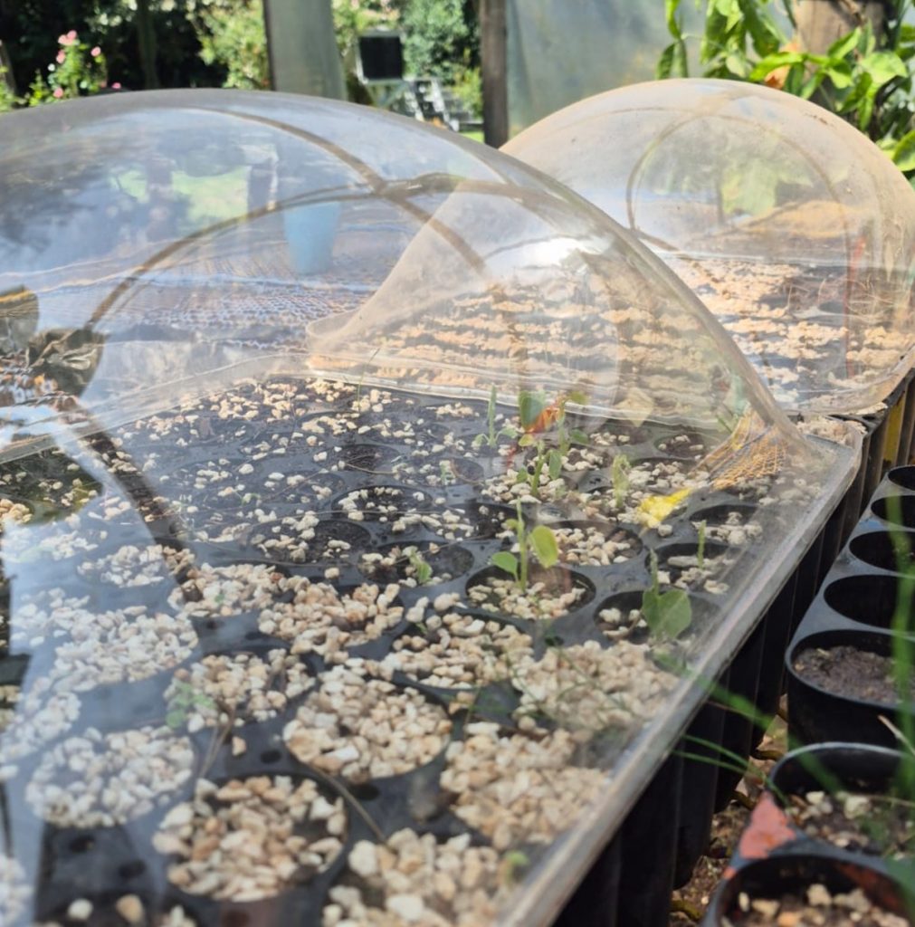 Personal del vivero municipal sembró autóctonas y prepara el espacio para la llegada del frío