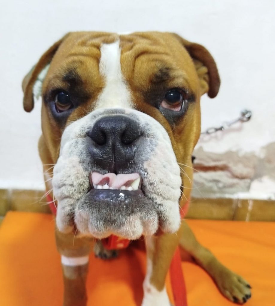 Salud Animal municipal practicó 380 castraciones durante el primer trimestre del año