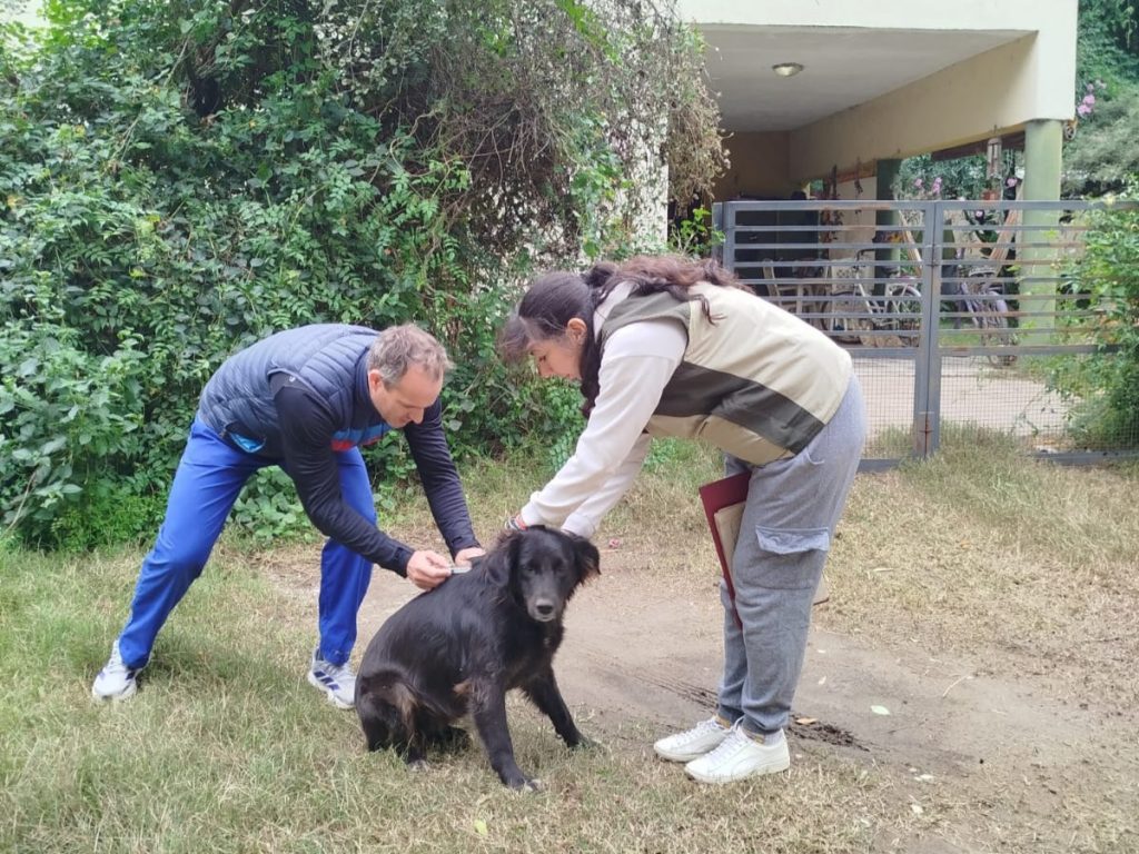 Prevención y cuidado: Bell Ville vacunó a perros comunitarios contra la leptospirosis