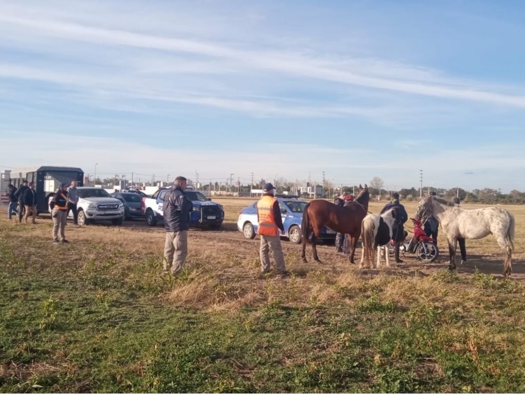 Caballos sueltos: se desarrolló un nuevo procedimiento para evitar accidentes