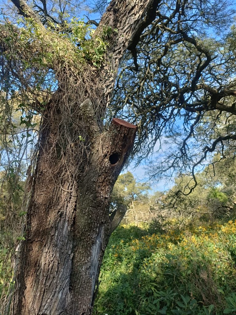 Nuevos actos de vandalismo en el perímetro de la Reserva Tau: el municipio llama a proteger el espacio