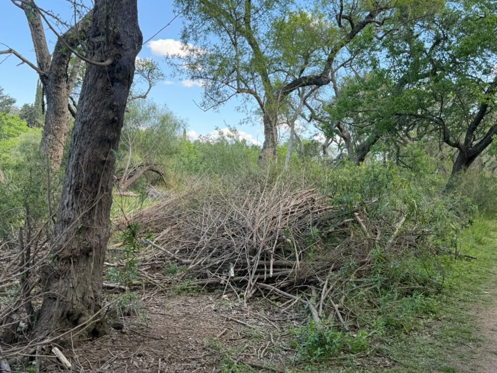 Avanza la recuperación del bosque nativo en la reserva Tau