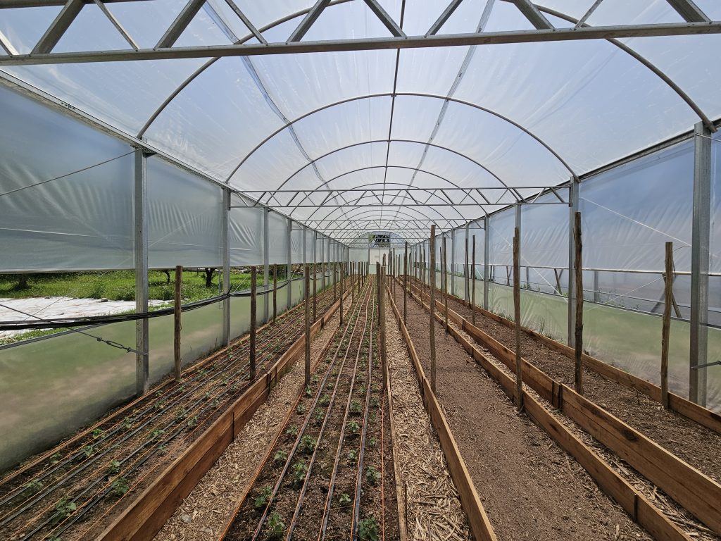 Integrantes de Bell Ville Florece sembraron seis variedades de girasol ornamental